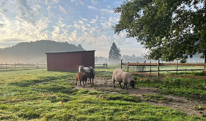 Några av fåren på Stadsnära lantgård